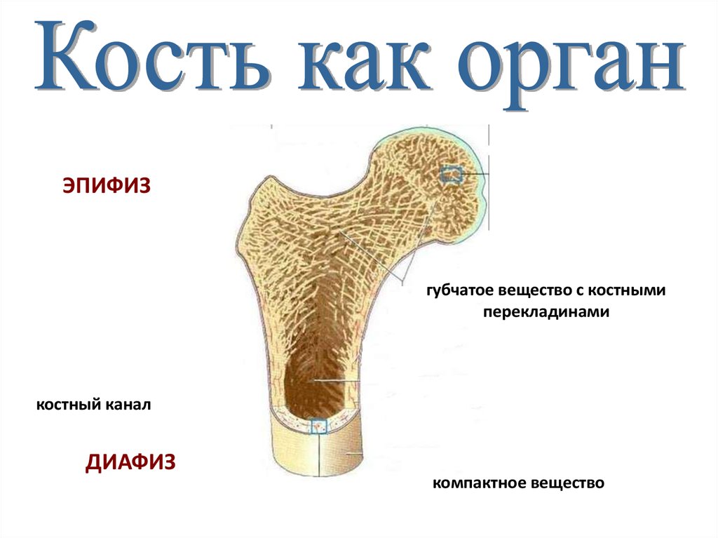 Кость образующую губчатое вещество. Строение компактного и губчатого вещества кости. Костная ткань компактное вещество губчатое вещество. Губчатая и компактная костная ткань. Кость компактное и губчатое вещество.