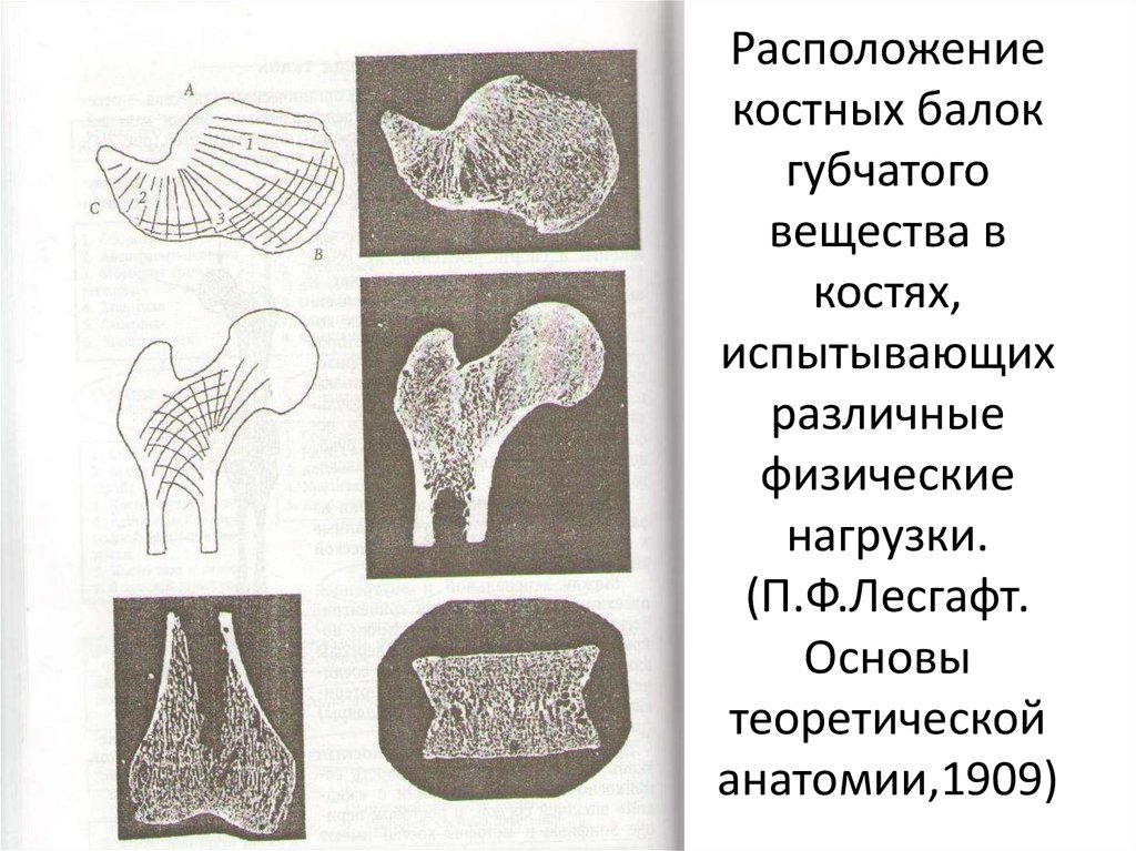 Схема губчатой кости