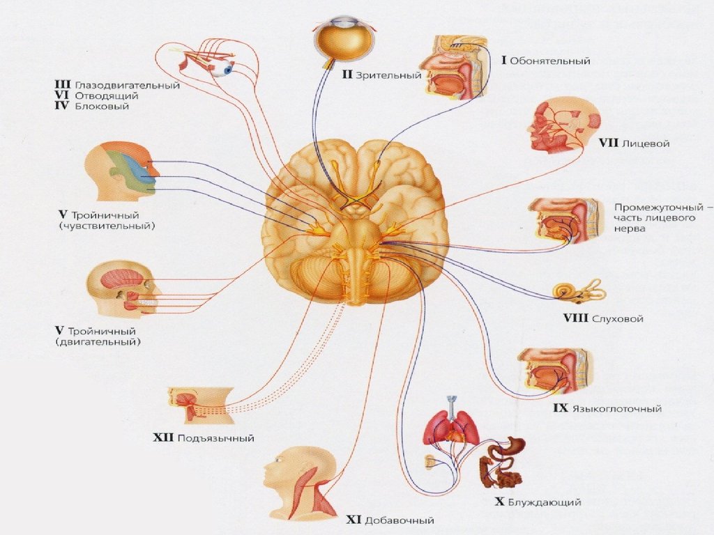 Расположение черепных нервов. Функции 12 пар черепно-мозговых нервов (ЧМН).. 12 ЧМН анатомия. 12 Пар черепно мозговых нервов анатомия. Периферическая нервная система ЧМН схема.