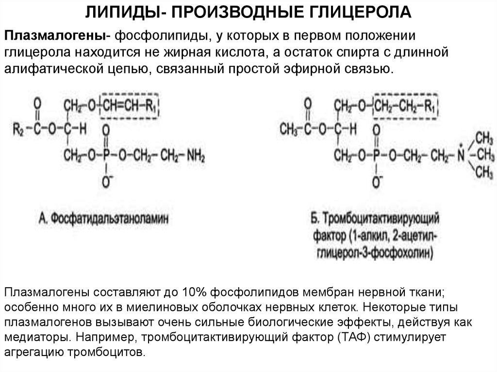 Чем отличаются фосфолипиды от остальных групп