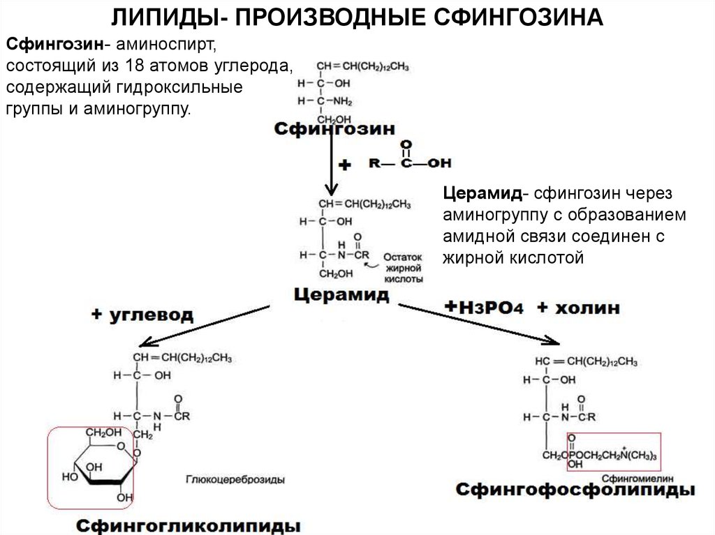 Гены липидов. Аминоспирт сфингозин. Образование церамида из сфингозина. Синтез сфингозина биохимия. Сфингозин гидролиз.