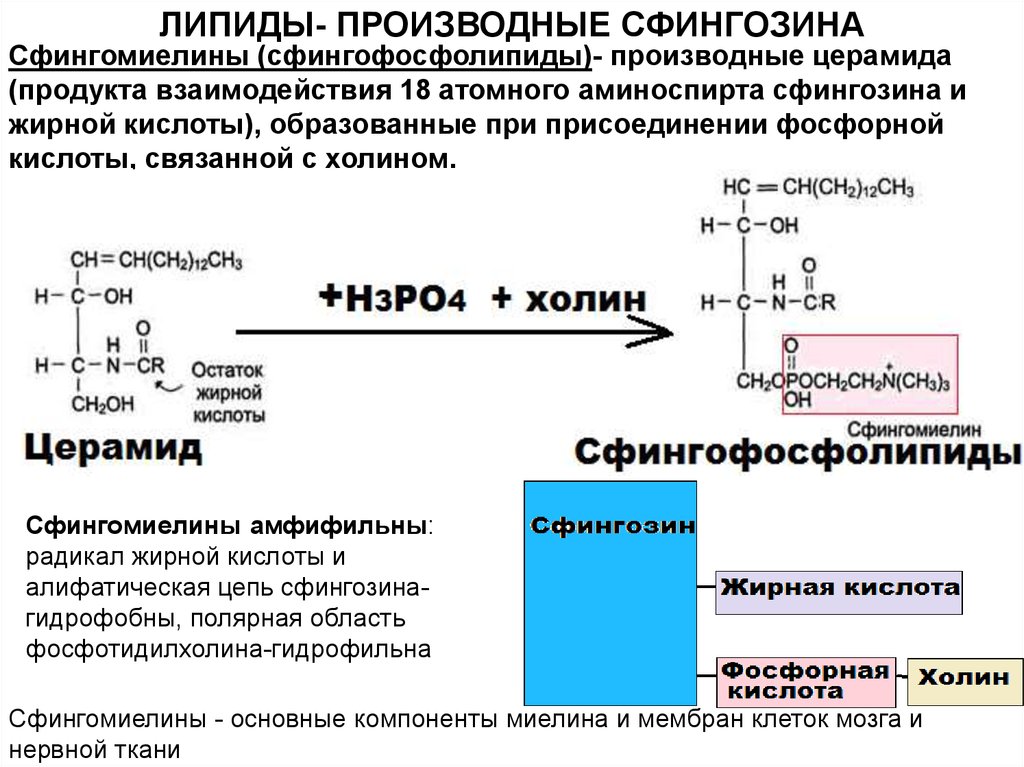 Синтез липидов. Сфингомиелин гидролиз. Церамид и сфингомиелин. Сфингомиелин химическая формула. Сфингозин сфингомиелин.