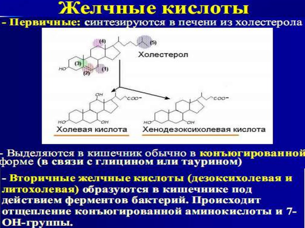 Желчные кислоты. Холевая литохолевая. Первичные и вторичные желчные кислоты. Вторичные желчные кислоты. Строение холевой кислоты.