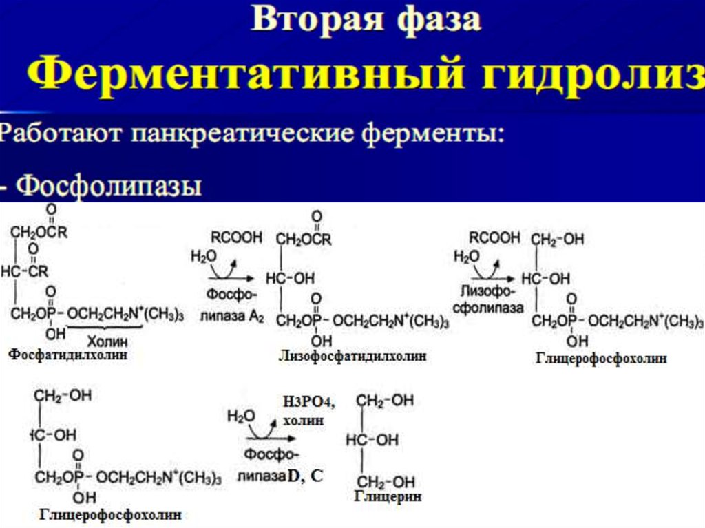 Щелочной гидролиз белка. Фосфатидилэтаноламин в фосфатидилхолин. Гидролиз фосфатидилхолина под действием фосфолипазы а2. Уравнение щелочного гидролиза фосфатидилхолина. Фосфатидилхолин под действием фосфолипазы а2.