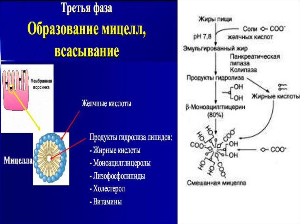 Обмен липидов регулируют. Колипаза это биохимия. Особенности метаболизма липидов нервной ткани. Формирование липидов желчные кислоты липазы. Путь всасывания липидов.