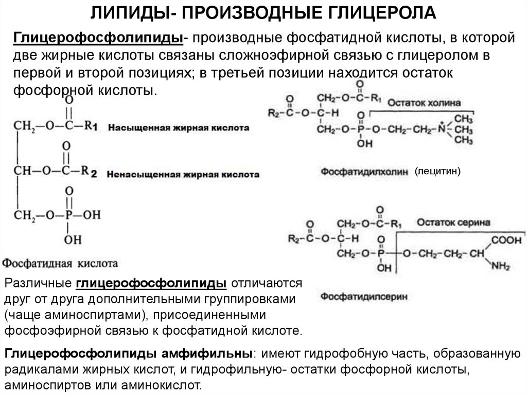 Липиды образуются из глицерина. Глицерофосфолипиды биохимия классификация. Липиды производные мирные кислоты. Сложноэфирная связь в фосфолипидах. Фосфолипиды глицерофосфолипиды.