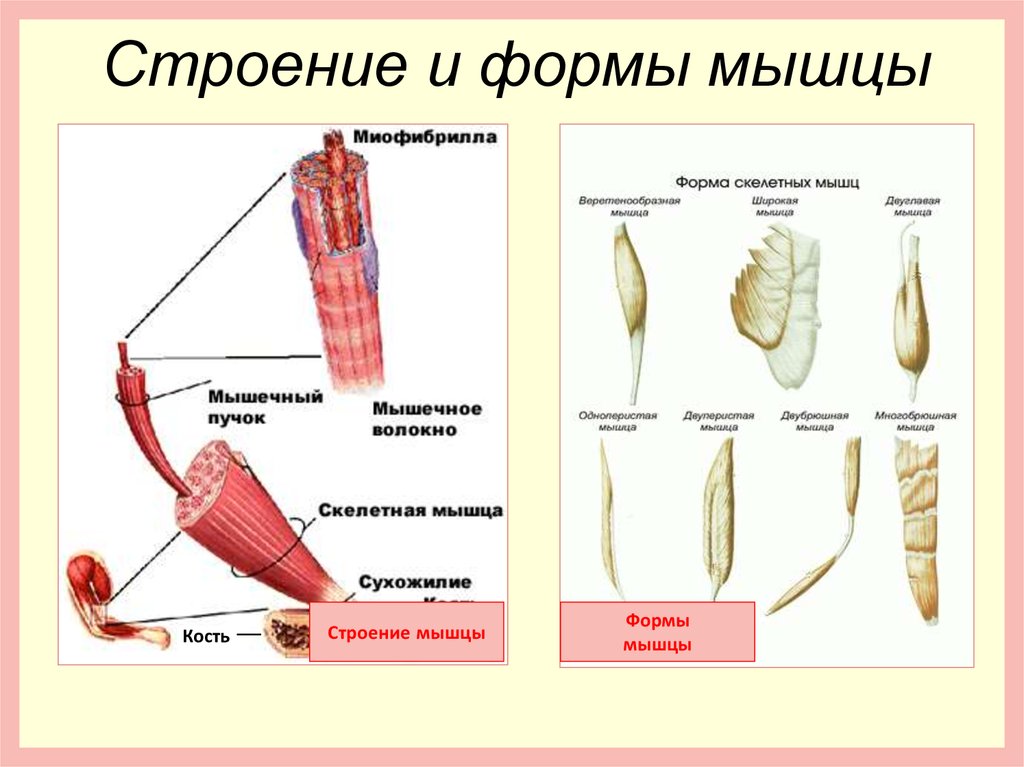 Мышца строение. Мышцы и их строение. Форма и строение скелетных мышц. Мышцы анатомия презентация. Особенности строения мышц.