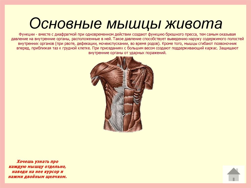 Главная функция мышцы. Мышцы живота. Мышцы живота функции. Основные функции мышц живота. Мышцы брюшного пресса функции.