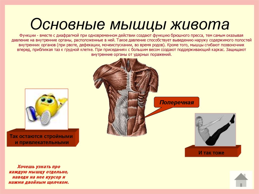 Назовите функции мышц. Основные функции мышц живота. Мышцы живота расположение функции. Мышцы брюшного пресса функции. Функции мышц живота человека анатомия.
