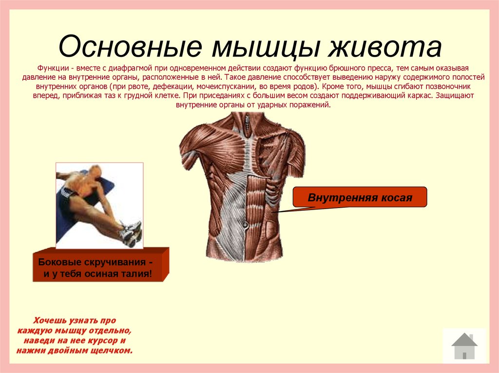 Функция каждой мышцы. Мышцы живота и их функции. Основные мышцы живота. Основные функции мышц живота. Мышцы груди и живота функции.