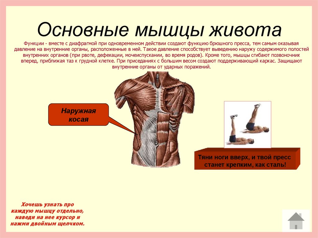 Мышцы живота какие. Мышцы живота начало прикрепление функции. Основные функции мышц живота анатомия. Брюшной пресс функции. Мышцы брюшного пресса функции.