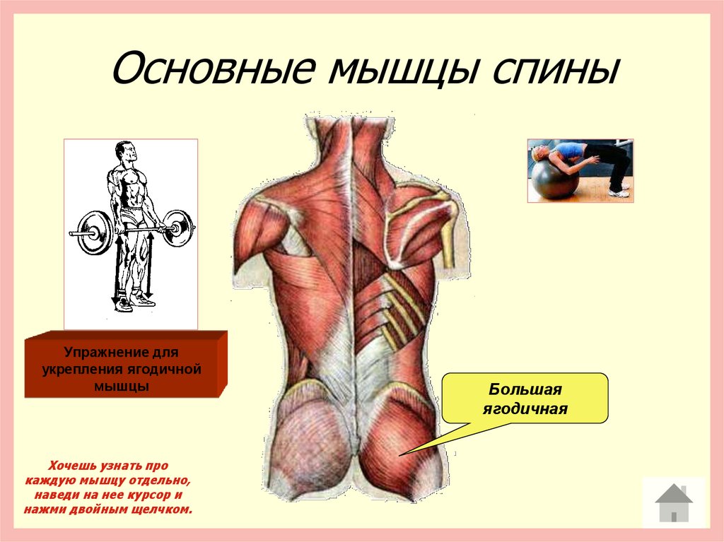 Главные мышцы. Основные мышцы спины. Главная мышца спины. Мышцы спины основные мышцы. Презентация на тему мышцы спины.