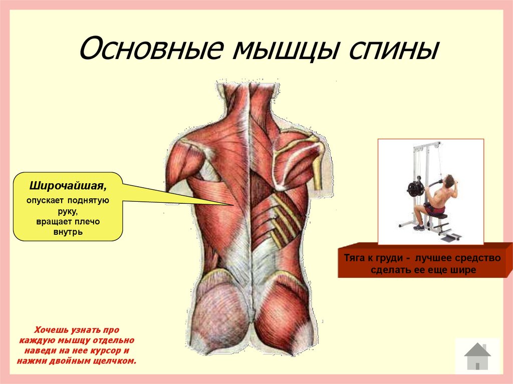 Мышцы спины. Основные мышцы спины. Мышцы спины основные мышцы. Прямая мышца спины. Короткие мышцы спины.