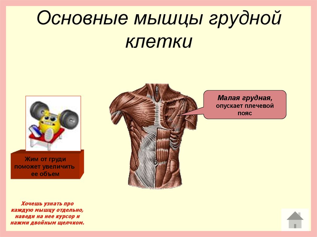 Основные мышцы для развития. Мышцы грудной клетки. Основные мышцы груди. Мышцы грудной клетки и плечевого пояса. Грудная клетка мышцы презентация.