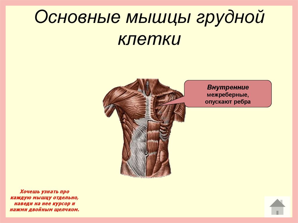 Опущенные ребра. Основные мышцы грудной клетки. Внутренние межреберные мышцы. Основные мышцы груди. Внутренние межреберные мышцы опускают ребра.