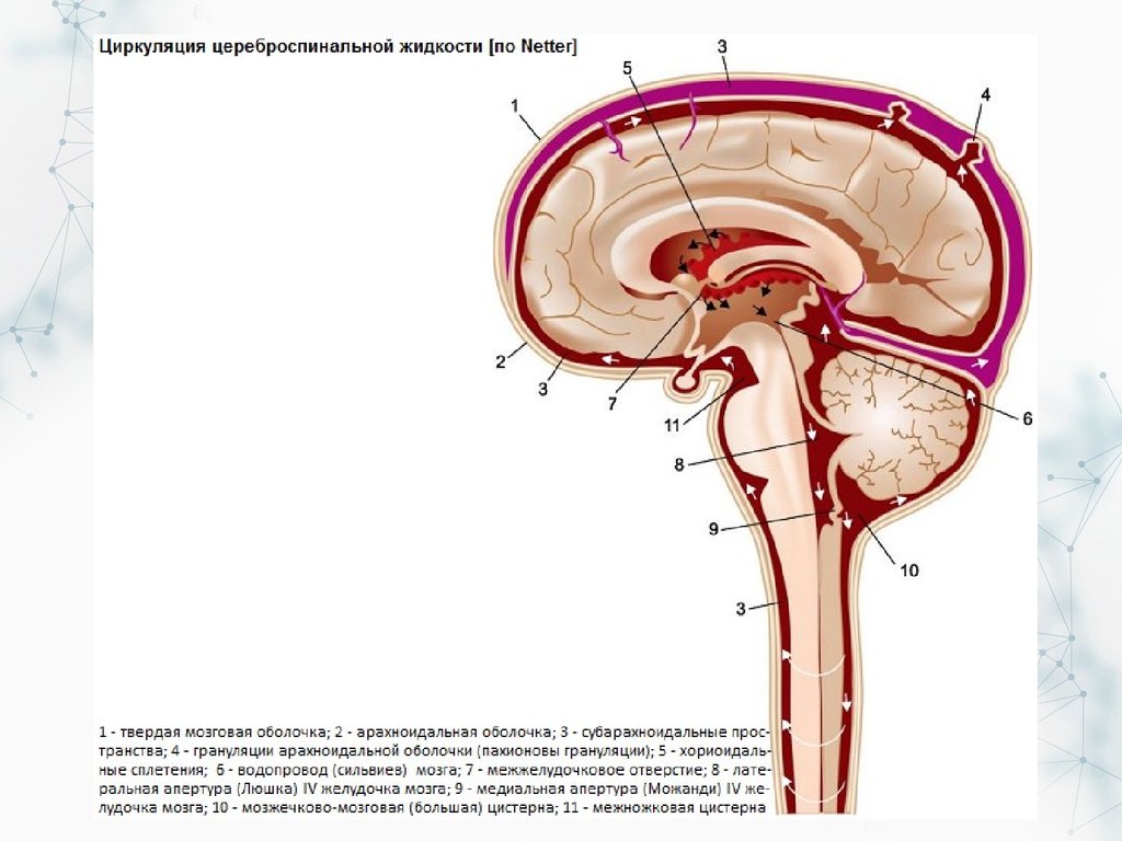 Ликворные изменения мозга. Система циркуляции спинномозговой жидкости. Циркуляция ликвора анатомия. Циркуляция ликвора спинномозговой жидкости. Ликворная система схема.