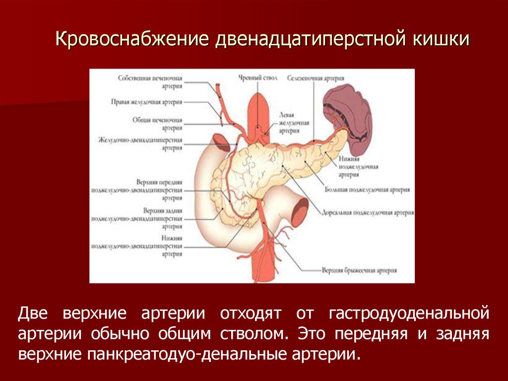 Схема кровоснабжения поджелудочной железы