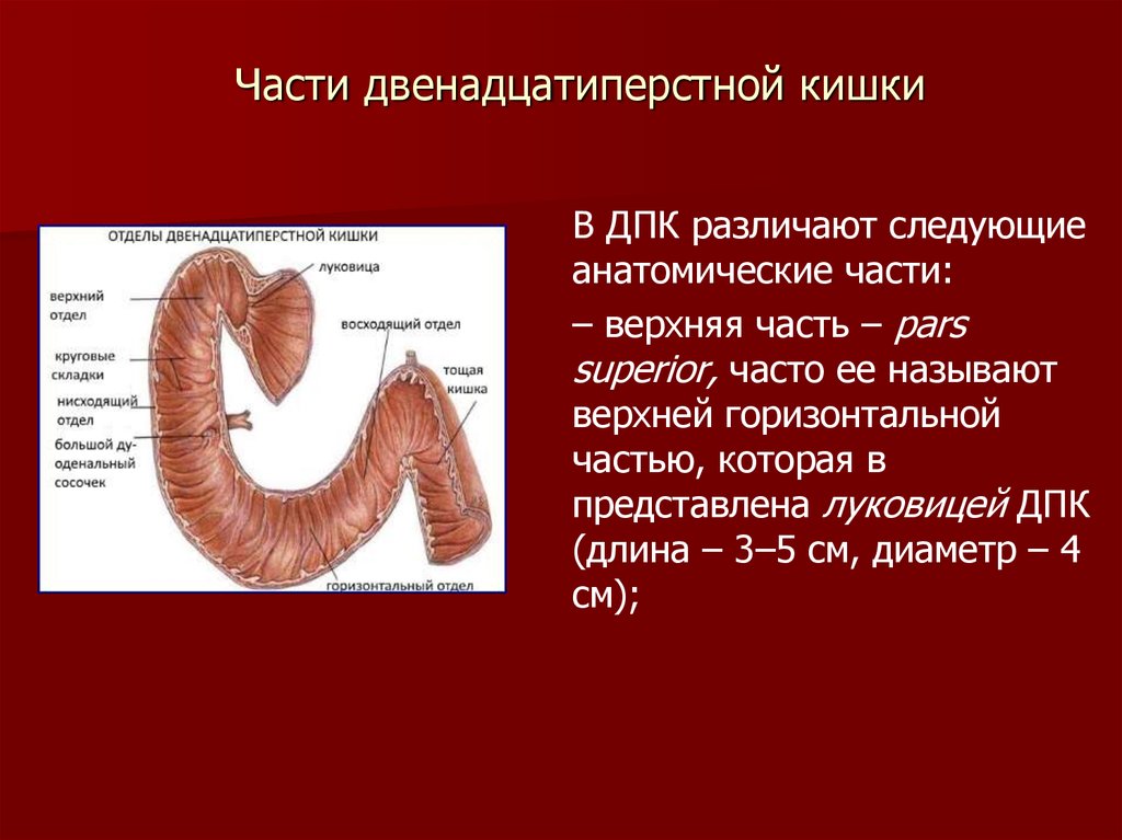 Луковица двенадцатиперстной кишки фото