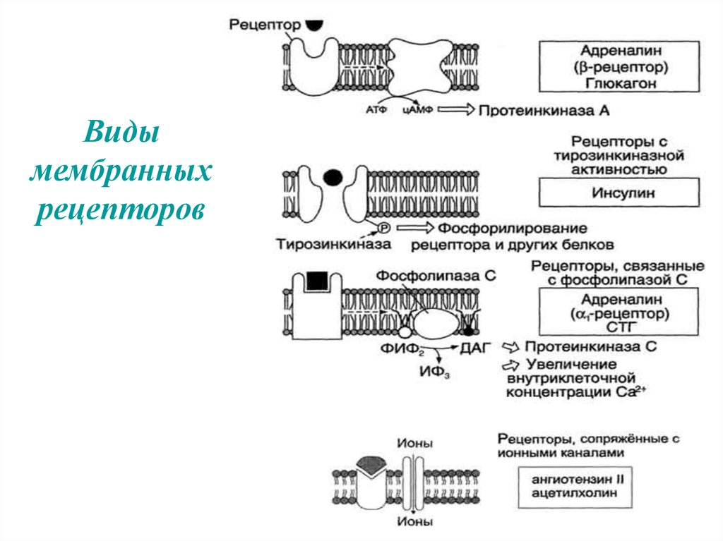 Рецепторы виды. Механизм передачи сигнала через мембранные рецепторы. Мембранные рецепторы транспортных белков плазмы. Строение рецепторов мембраны. Виды рецепторов мембраны.