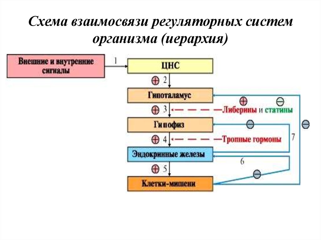 Схема взаимосвязи регуляторных систем организма (иерархия)