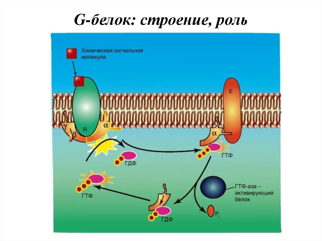 G-белок: строение, роль