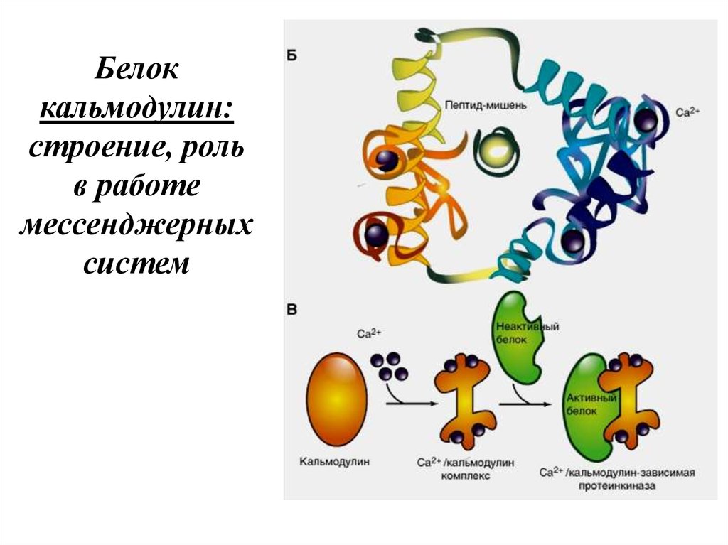 Активный белок. Кальмодулин: строение и функции. Белок кальмодулин. Кальмодулин структура. Кальмодулин это физиология.