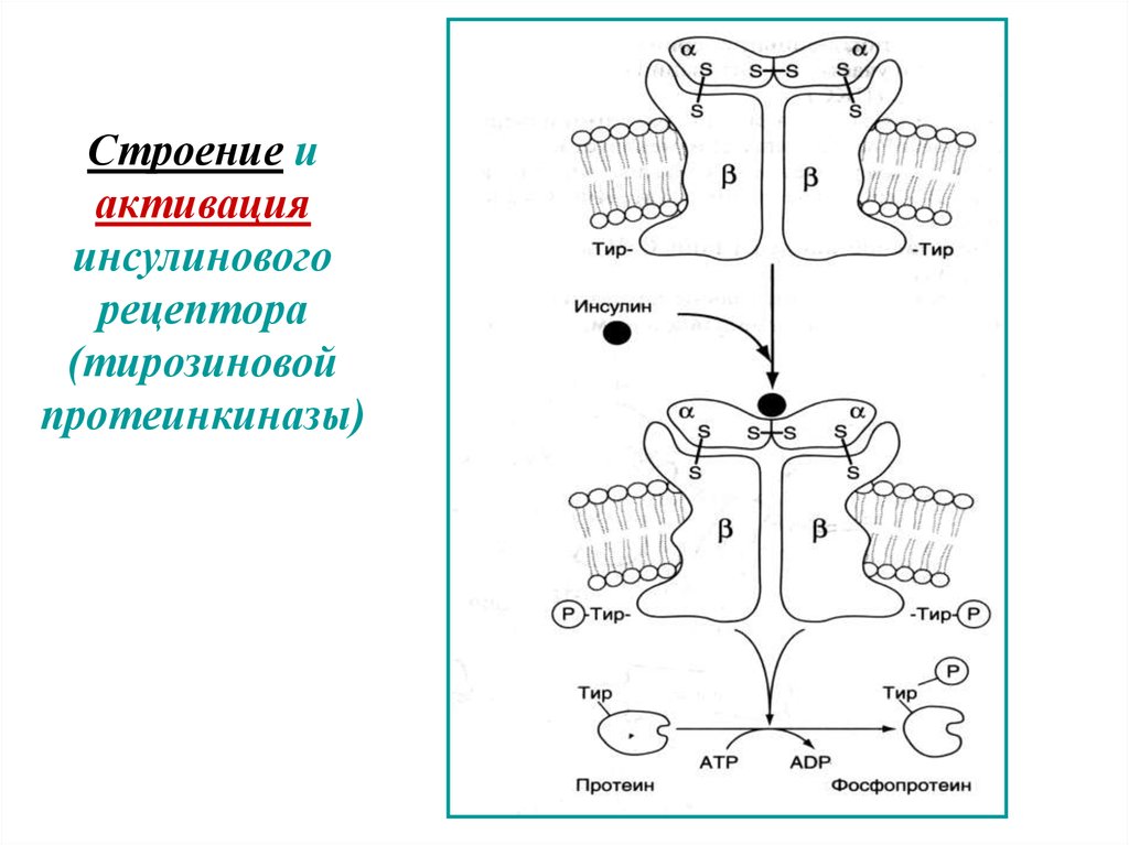 Строение и активация инсулинового рецептора (тирозиновой протеинкиназы)