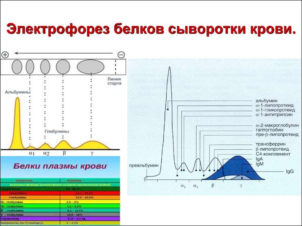 Разделение белков сыворотки крови. Схема электрофоретического разделения белков сыворотки крови. Анализ белковых фракций крови метод электрофореза. Белковые фракции сыворотки крови электрофорез. Электрофорез белков сыворотки крови биохимия.