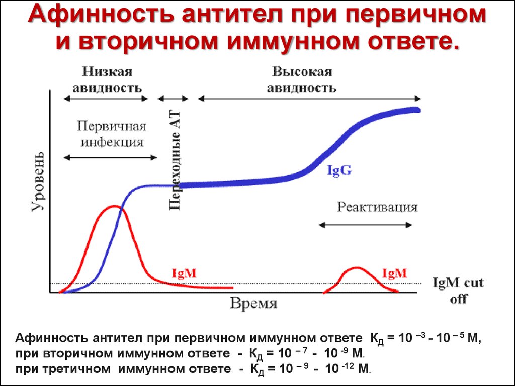 Значение высшей и низшей. Динамика авидности антител. Динамика уровня авидности специфических антител. Авидность IGG антител. Индекс авидности антител.