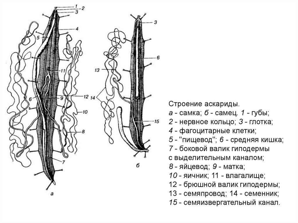 Схема строения круглых червей