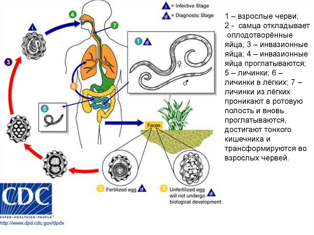 Жизненный цикл круглых червей схема