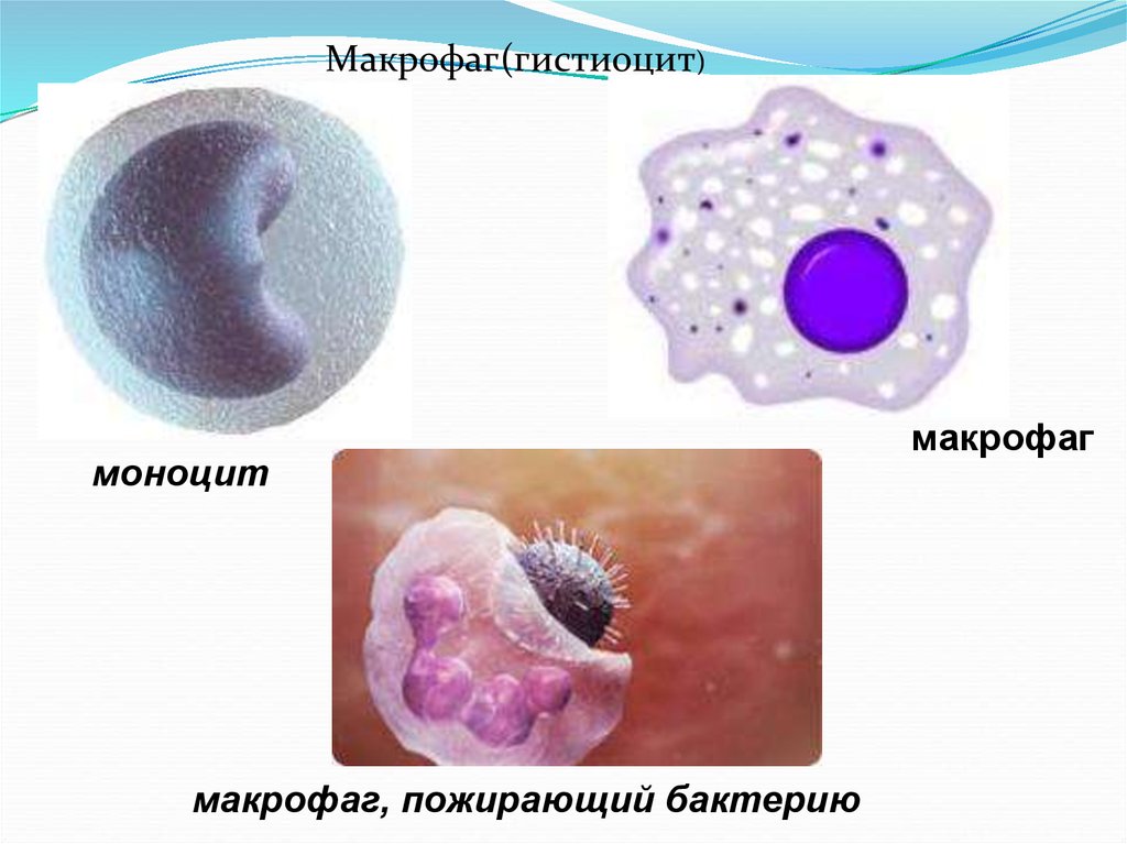Макрофаги 2 3. Гистология макрофаги клетки. Моноциты и макрофаги. Моноциты это фагоциты. Тканевой Макрофаг строение.