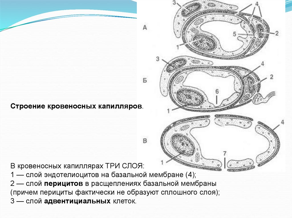 Адвентициальные клетки рисунок