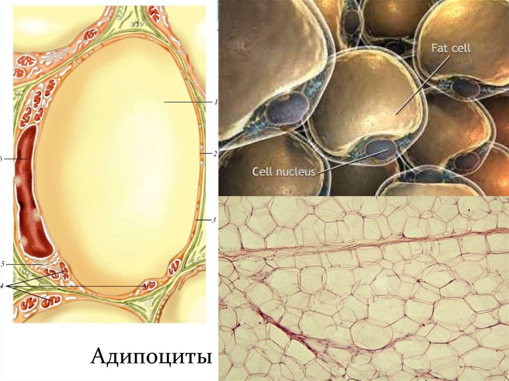 Название жировой ткани. Жировые клетки адипоциты. Адипоциты гистология. Жировая ткань гистология. Адипоцит гистология.