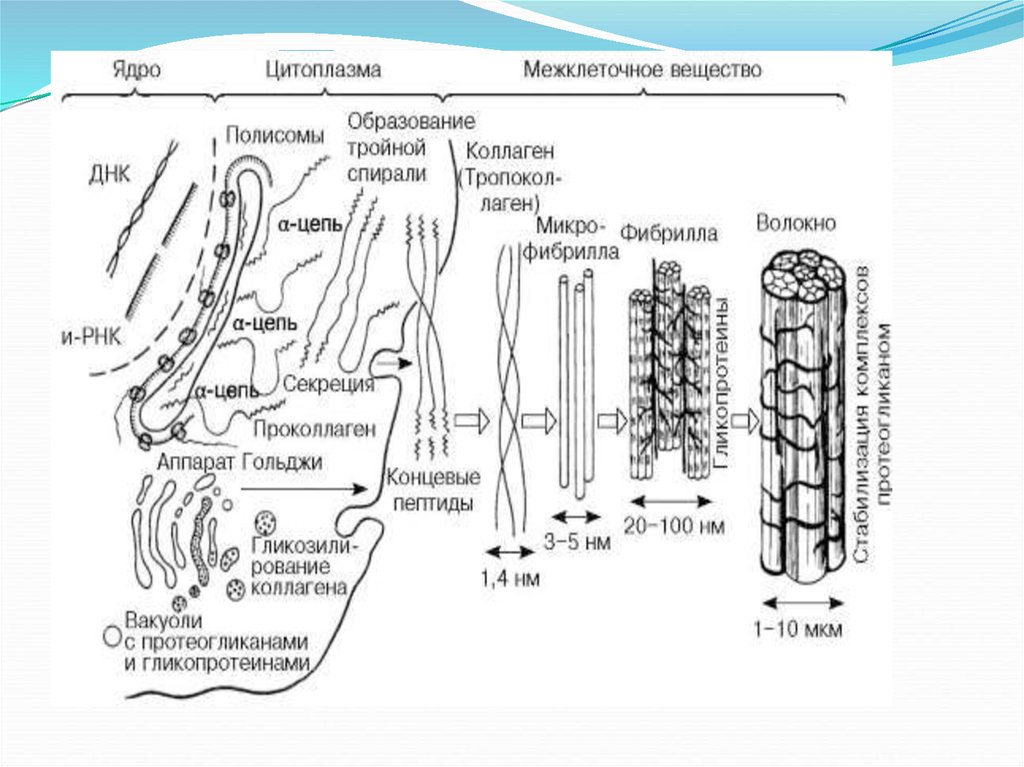 Цепь образования. Образование межклеточного вещества. Образование межклеточного вещества схема. Структурная организация межклеточного вещества. Межклеточное вещество схема.