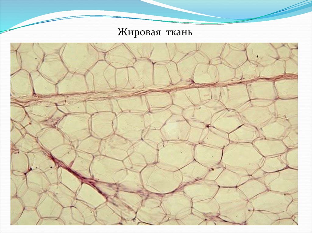 Соединительная жировая ткань рисунок