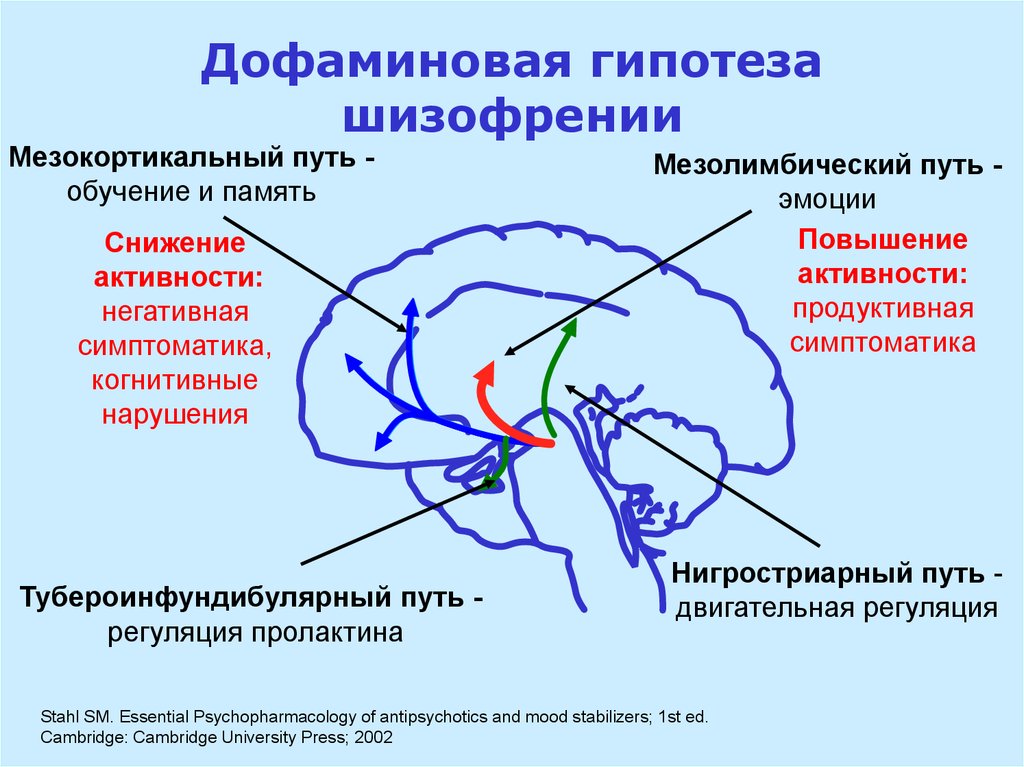Неспецифические изменения мозга. Дофаминергическая система головного мозга. Дофаминовая гипотеза шизофрении. Дофаминергические структуры мозга. Мезокортикальный путь дофамина.
