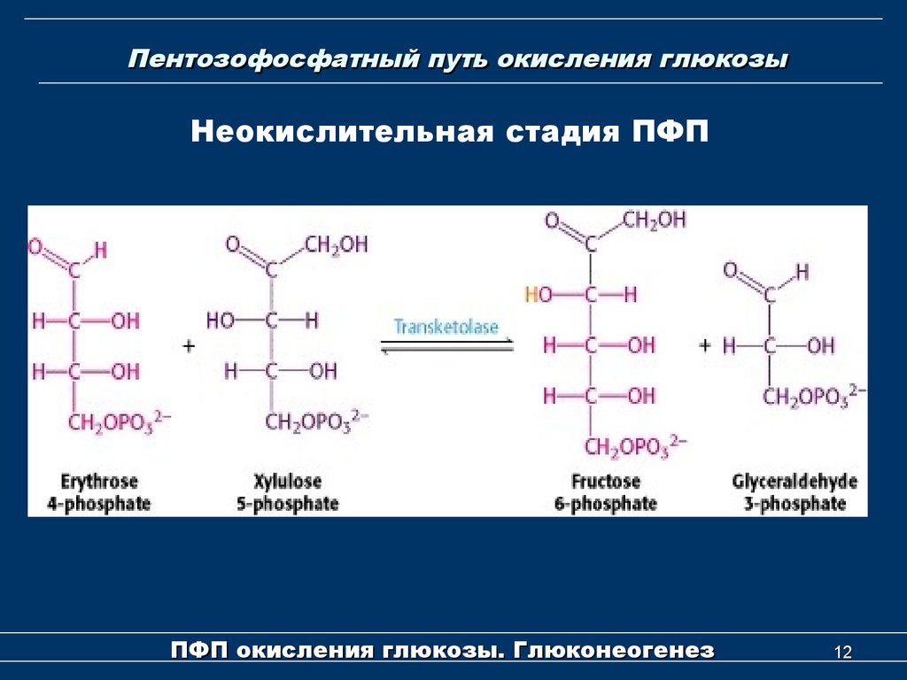 Этапы глюкозы. Окислительный пентозофосфатный путь схема. Пентозофосфатный путь неокислительный этап. Пентозофосфатный (апотомический) путь окисления Глюкозы.. Реакции неокислительного этапа пентозофосфатного пути.