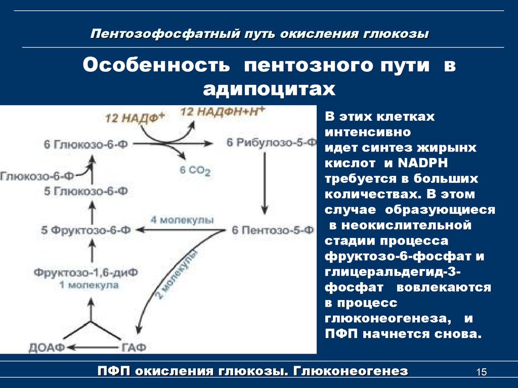 Реакции образования циклов. Пентозофосфатный (апотомический) путь окисления Глюкозы.. Пентозофосфатный путь биохимия 1 этап. Пентозофосфатный путь биохимия реакции. Схему реакций окислительного этапа пентозофосфатного пути.