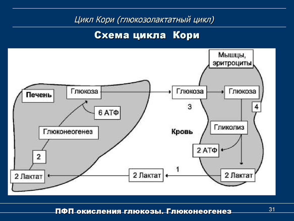 Цикл кори схема