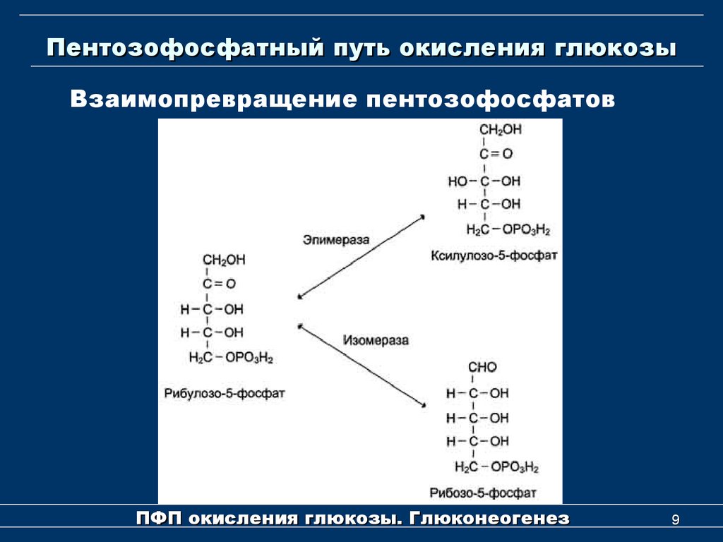 Схема пентозофосфатного цикла