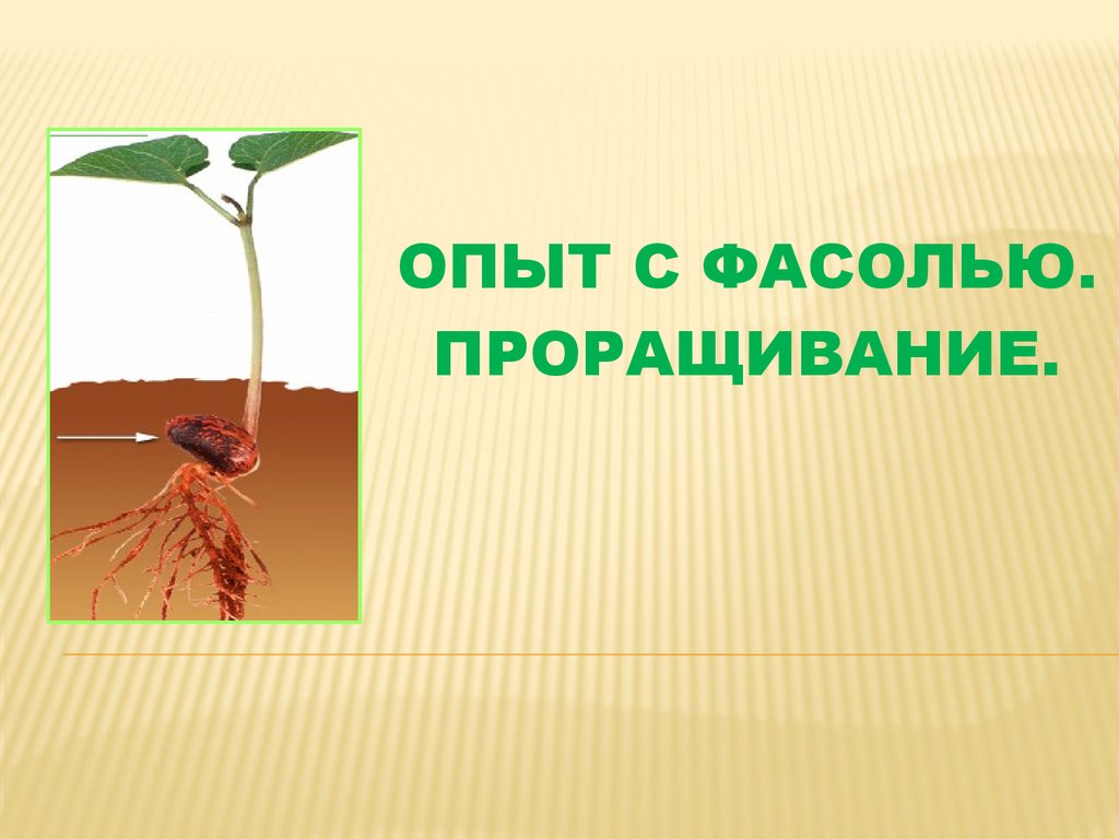 Ученика растений. Опыт с прорастанием фасоли. Опыт прорастания семян фасоли. Проращивание фасоли эксперимент. Опыт проращивание семян фасоли.