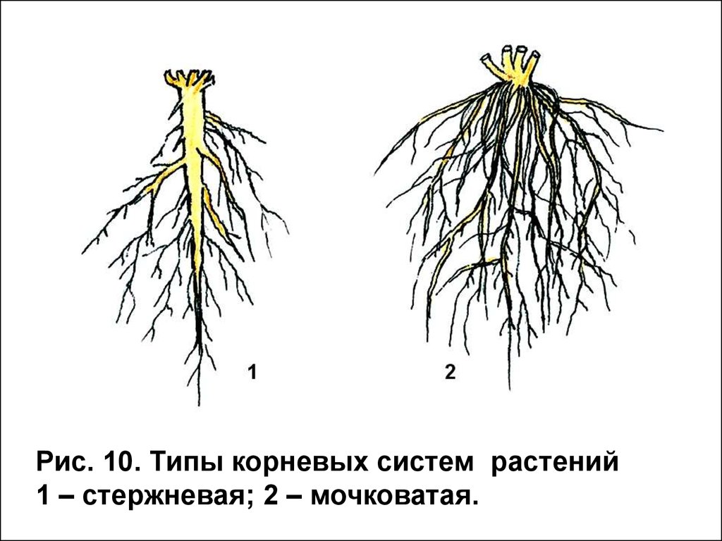 Какую часть корневой системы удаляют. Стержневой корень и мочковатый корень. Мочковаеия система корня. Мочковатый Тип корневой системы. Типы корневых систем стержневая и мочковатая.