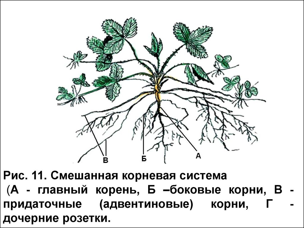 У каких растений есть корень. Смешанная корневая система схема. Смешанный Тип корневой системы. Надземные столоны земляники. Мочковатая корневая система клубники.