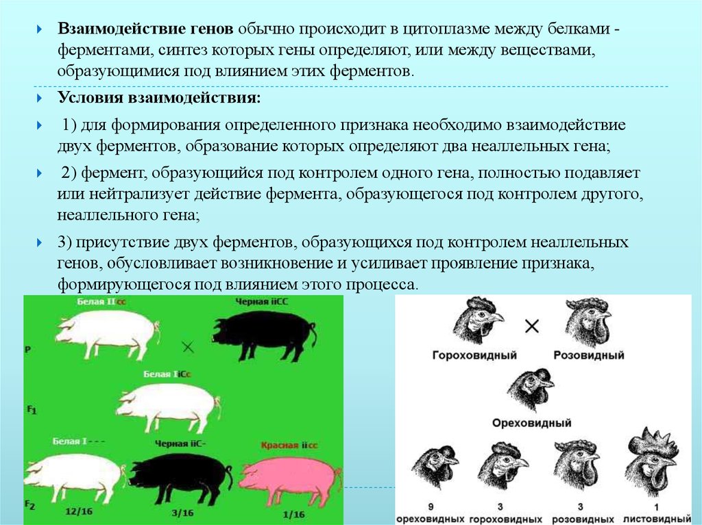 Влияние генов. Взаимодействие генов происходит в цитоплазме. Взаимодействие генов происходит в. Пример сопротивления в биологии. Взаимодействие генов и белков.