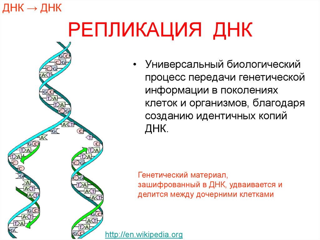 Генетика в числах. Репликация удвоение ДНК. Репликация это в генетике. Схема редупликации ДНК.