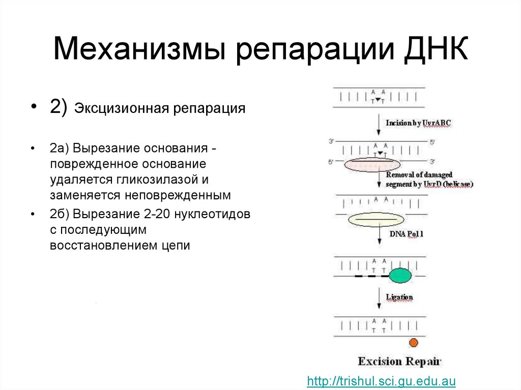 Механизм днк. Механизмы репарации ДНК. Процесс репарация схема. Механизм эксцизионной репарации. Репарация ДНК схема процесса.