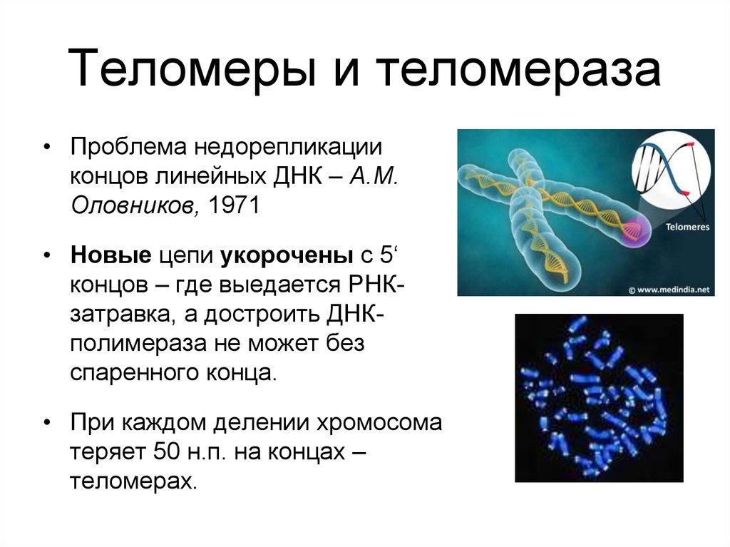 Сколько молекул днк в данной хромосоме. Теломерная ДНК, теломераза. Теломеры строение и функции. Теломер хромосомы. Строение хромосомы теломеры.