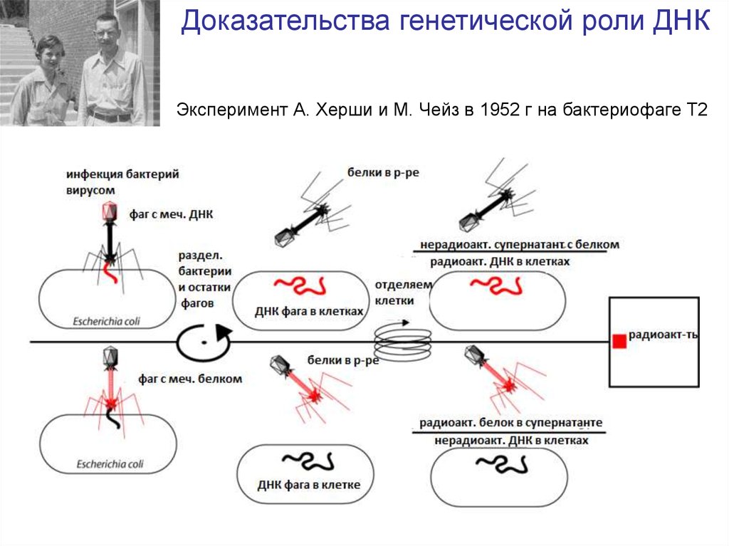 Роль доказательств. Опыты а. Херши и м. Чейз.. Эксперимент Херши Чейз. Эксперимент Альфреда Херши и Марты Чейз. Эксперимент Херши и Чейза.