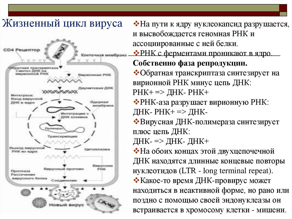 Последовательность жизненного цикла вирусов. Жизненный цикл вируса схема. Жизненный цикл вируса ВИЧ. Цикл развития вируса ВИЧ. Жизненный цикл ретровирусов.